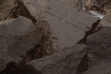 mar, campo, azul, verde, plantas, cactus, rocas, animal, agua, espuma