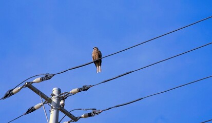 Alone bird on a wire, with clear blue sky background