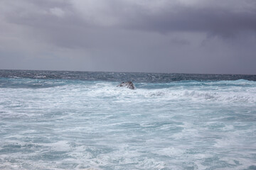 Fototapeta premium mar, campo, azul, verde, plantas, cactus, rocas, animal, agua, espuma