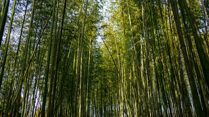Fototapeta premium Arashiyama a bamboo Forest background in Kyoto, Japan