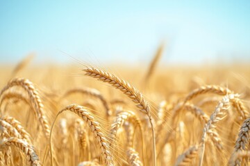 Fototapeta premium Golden wheat field under a vibrant blue sky