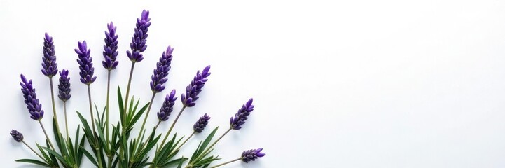 Naklejka premium Sprigs of lavender isolated on white background with subtle texture, garden, branches, lavender