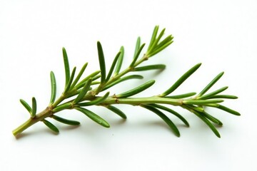 Fototapeta premium Sprigs of rosemary on white background branches, green, isolated, nature