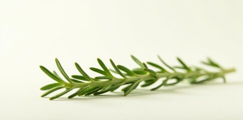 Obraz premium Sprigs of rosemary sprout from cream-colored surface, botanical, white background, fragrant