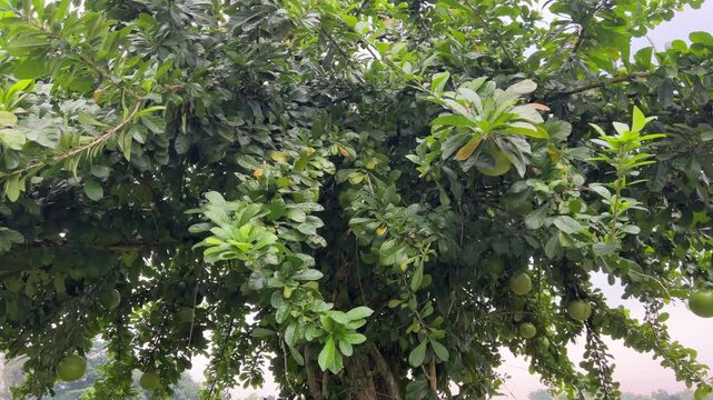 Maja fruit tree