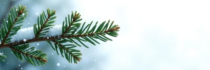 Obraz premium Spruce branch against a bright white background with snowflakes, coniferous tree, frost, snow