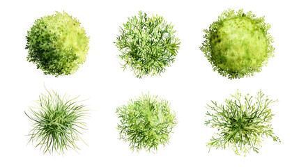 Fototapeta premium Watercolor Tree Top View – Lush Green Foliage on white background Ai Generated