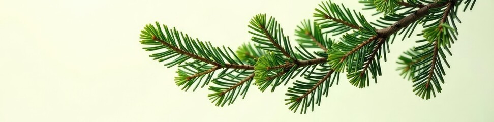 Naklejka premium Spruce Tree Branch isolated on Creamy White Background, greenery, isolated tree, evergreen
