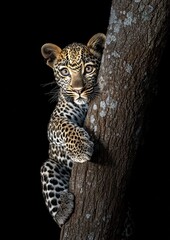Naklejka premium Majestic Leopard Cub Climbing a Tree in a Dark Environment Capturing the Beauty and Grace of Nature's Wild Creatures in Stunning Detail