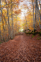 Falling leaves in the beech forest