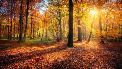 Obraz premium autumn nature landscape sunny autumn forest beautiful colorful trees in woodland