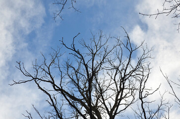 Leafless tree branches against blue sky with white cloud background. Early spring landscape with black trees silhouettes against sky, environment.
