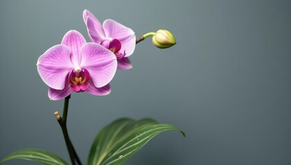 Fototapeta premium Stem with striped leaves against a gray background, orchid, greenery, stem
