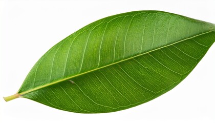 Obraz premium green leaves callistemon citrinus or bottle brush leaf plant isolated on transparent background