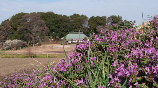 仏の座と屋敷林