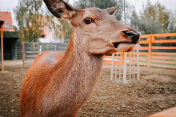 Close-up of a curious deer in an enclosure during a cloudy afternoon at a wildlife reserve