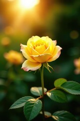 Warm sunlight illuminates a yellow rose in full bloom, garden, sunlight