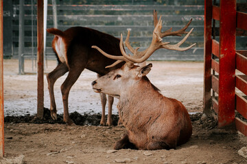 Majestic deer resting calmly in a shaded enclosure during the afternoon at a wildlife sanctuary