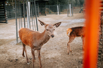 Young deer exploring a fenced area in a natural habitat during daylight hours