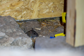 Cute little house mouse near mouse trap