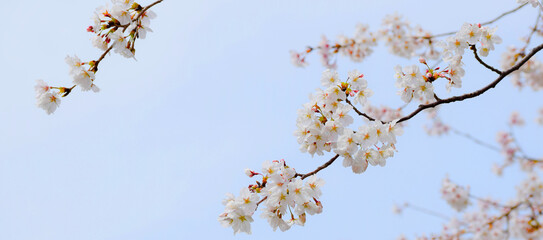 満開の桜の花と青空、サクラの背景、ソメイヨシノ、染井吉野、さくら