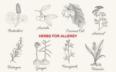 Collection of best herbs for allergy. Hand drawn botanical vector illustration