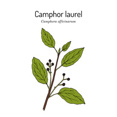 Camphor tree (Camphora officinarum), edible and medicinal plant. Hand drawn botanical vector illustration