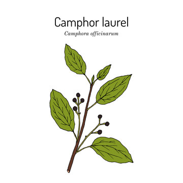 Camphor tree (Camphora officinarum), edible and medicinal plant. Hand drawn botanical vector illustration