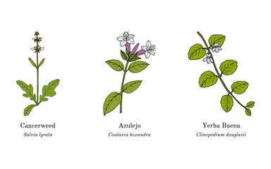 Collection of edible and medicinal plants. Hand drawn botanical vector illustration