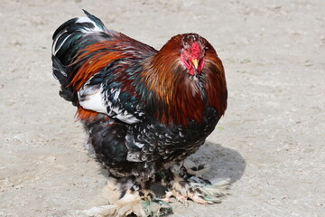 rooster in the yard