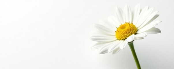 Fototapeta premium Large Chamomile flower on a white background with stem, floral, garden, herb