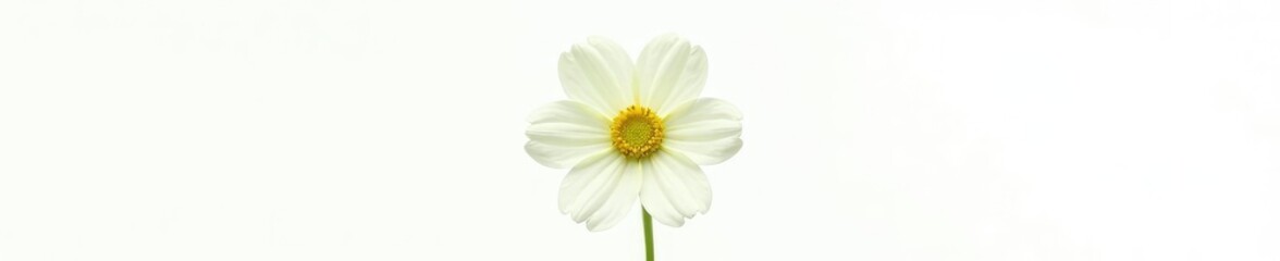 Single flower isolated on white background, showcasing delicate petals, botanical, green, isolation
