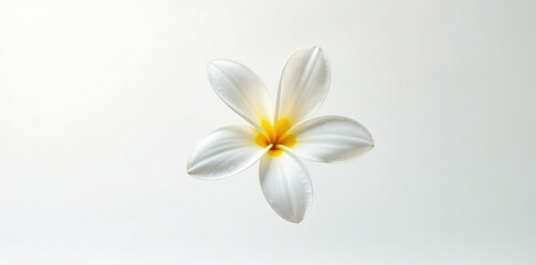 Fototapeta premium Single flower isolated on white background, showcasing delicate petals, petal, white, flower details