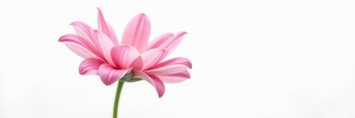 Fototapeta premium Single flower isolated on white background, showcasing delicate petals, botanical, flower