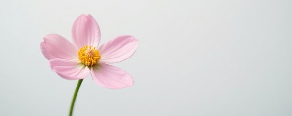 Obraz premium single flower with delicate petals against a white background, nature, delicate