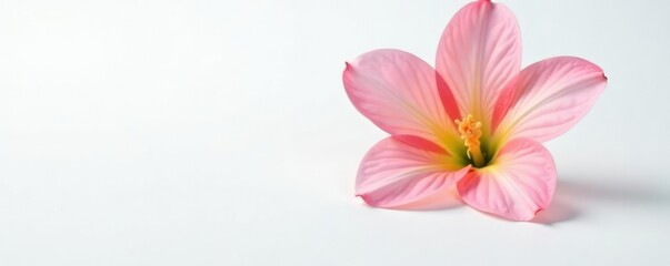Single flower with subtle color variations on white background, flower, variation, gentle
