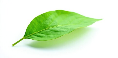 Single green leaf isolated on white background, single leaf, leaves