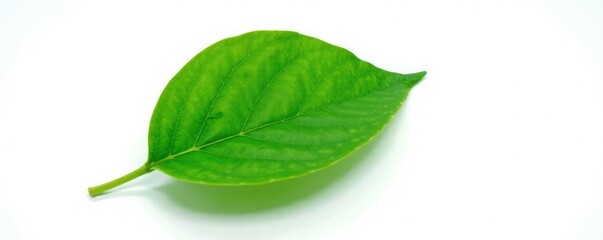 Obraz premium Single green leaf with veins isolated on white, leaf vein, solitary