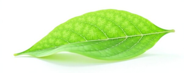 Single green leaf with texture isolated on white background, natural, solitary, plant
