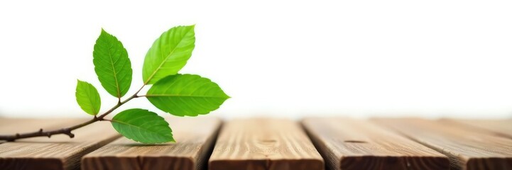 Obraz premium Single isolated branch on a wooden surface against white, forest, texture, nature