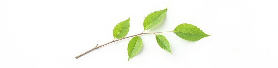 Fototapeta premium Single isolated branch on white background with a few leaves, texture, pure