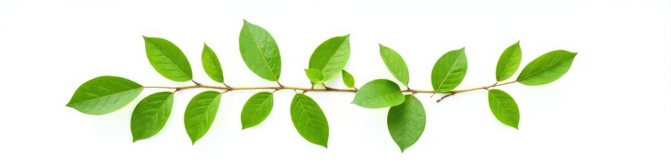 Fototapeta premium Single isolated branch on white background with leaves, green, isolated, stem