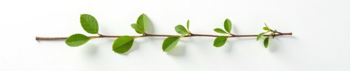 Fototapeta premium Single isolated branch on white background with subtle cracks, texture, nature, minimalist