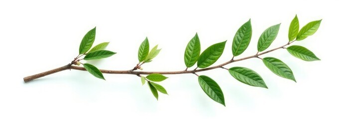 Fototapeta premium Single isolated branch on white background with texture, forest, tree branch, single branch