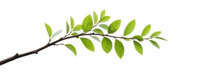 Single isolated branch with curved shape on white background, background, tree