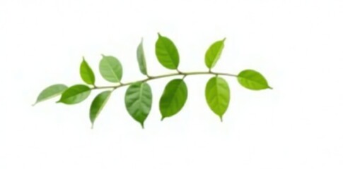 Fototapeta premium Single isolated branch with green leaves on white background, minimalist, serenity, tree
