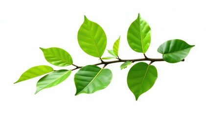 Single isolated branch with green leaves on white background, tree part, single, simple