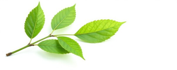 Obraz premium Single isolated branch with leaves against white background, nature, green, leaf