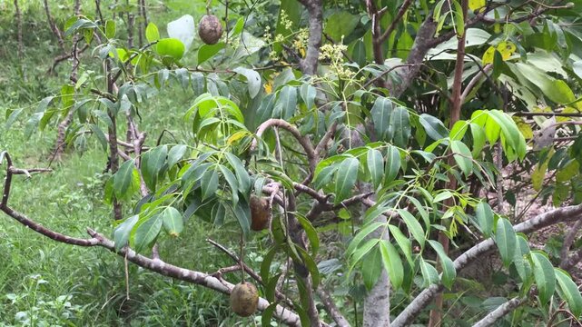 Ambarella fruit tree