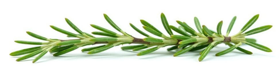Fototapeta premium Sprigs of rosemary isolated on white background, leaves, greenery, foliage